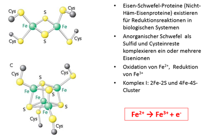 Eisen‐Schwefel‐Cluster zur Elektronenübertragung