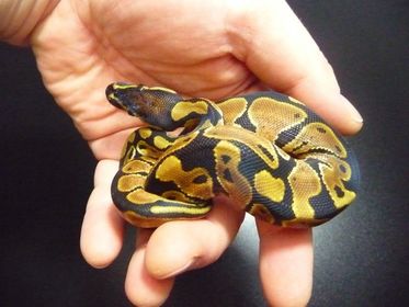 This is the smallest of the African pythons and is popular in the pet trade