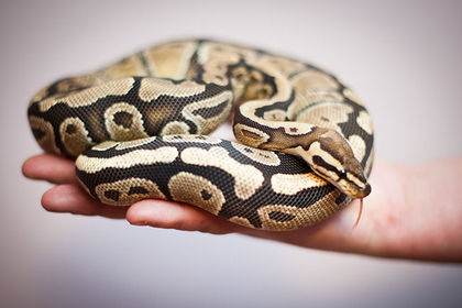 The name "ball python" refers to the animal's tendency to curl into a ball when frightened