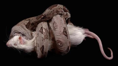 Like all other pythons, it is a non-venomous constrictor.