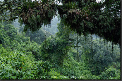 Ecosistema Terrestre Bosque Tropical