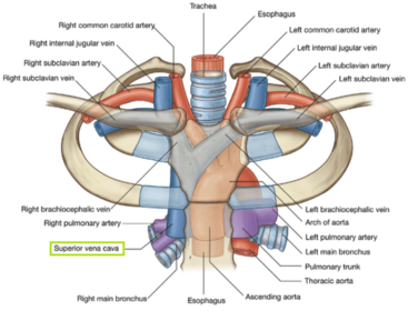 The brachiocephalic veins unite to form the SVC behind the right first costal cartilage but what is the surface marking for their origin?