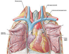 Describe the relation of the phrenic and vagus nerve at the thoracic inlet:
