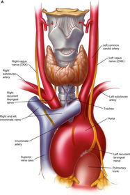 Describe the relations of the trachea Anterior: Posterior: Left: Right: