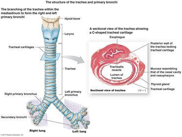 Describe the constituents of the trachea: