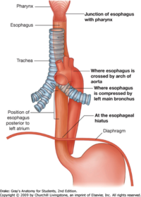 If you were examining the oesophagus with an endoscope, why might it appear indented at three main sites?