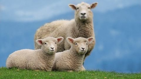 Sheep