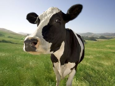 Cow