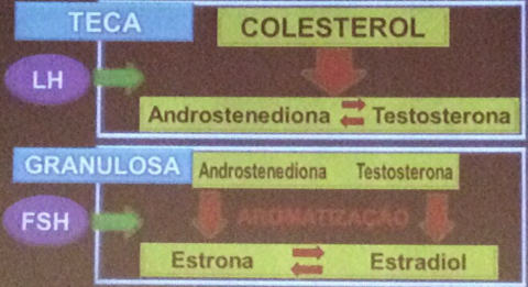 Ciclo Menstrual/Incontinência/Distopia genital/Amenorreia/Infertilidade/Anticoncepção/Sg benignos/Climatério