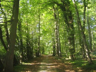 forest