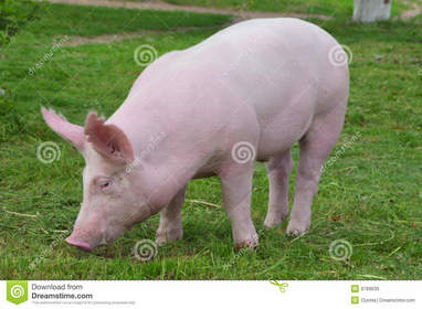 pig