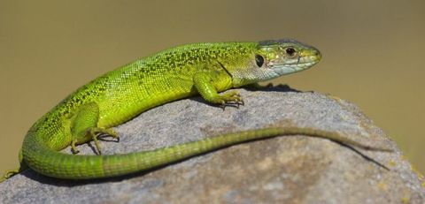 LIZARDS
