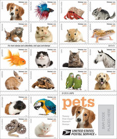 kind of pet