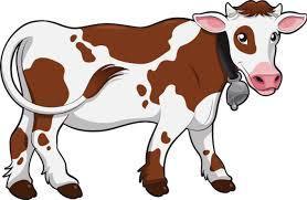 cow