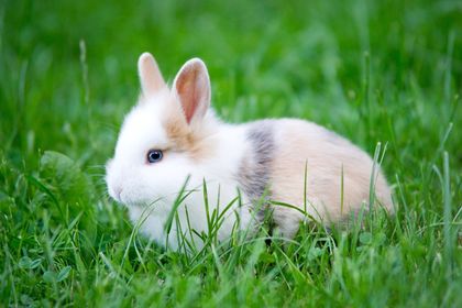 rabbit