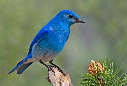 bird