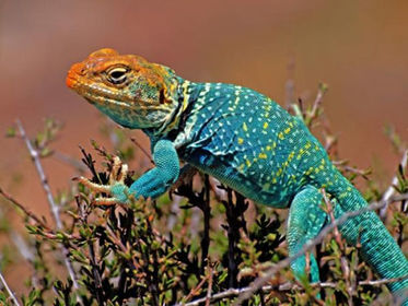lizard