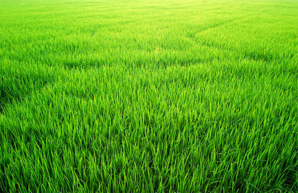 grass