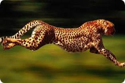 fastest