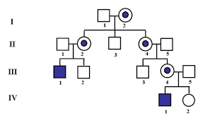 ÁRBOL GENEALÓGICO EN LA HERENCIA LIGADA AL X RECESIVA