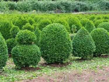 bushes