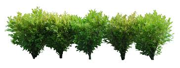 bushes