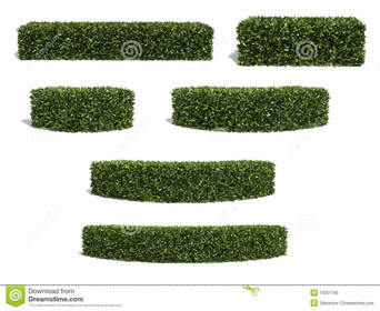 Bushes