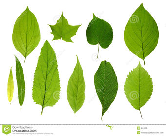 Leaves