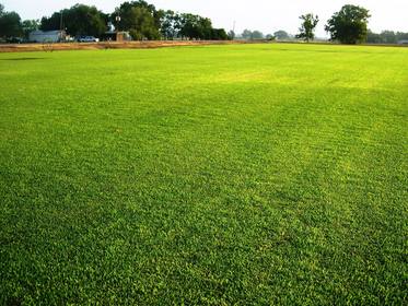 grass