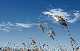 wind