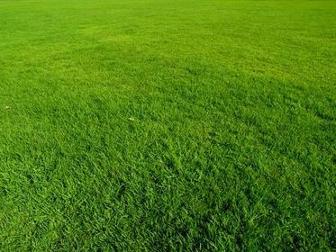 grass