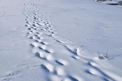 snow