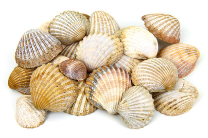 shells