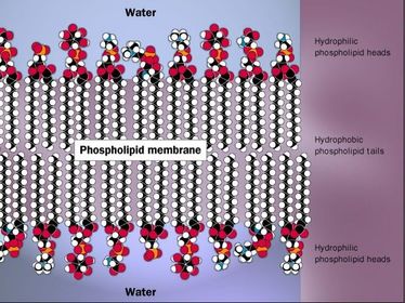 what does the bilayer structure look like in a plasma membrane