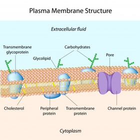Study this (what a plasma membrane may look like)