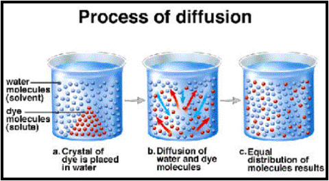 study this (process of diffusion)