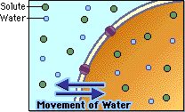 isotonic solution looks like: