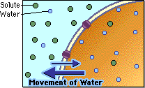 a hypertonic solution looks like