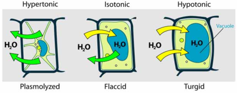 Tonicity in plant cells look like: