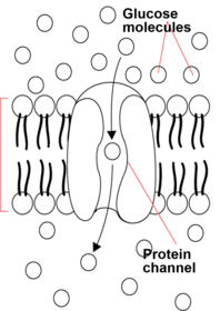 facilitated diffusion looks like: