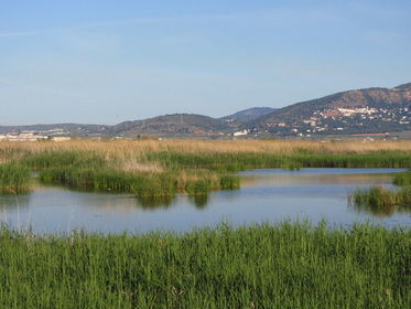 Marjal: Zona húmeda, baja y pantanosa, próxima al mar cubierta por vegetación.