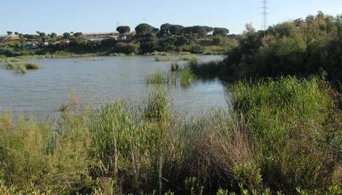 Estero: terreno pantanoso con plantas acuáticas. Se llena por la filtración de un río.
