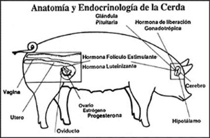 PUBERTAD