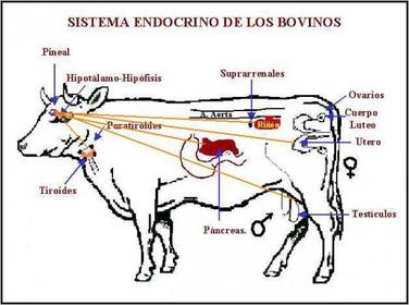PUBERTAD DE LA HEMBRA