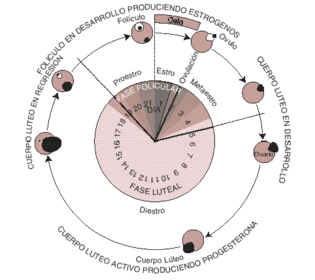 CICLO ESTRAL