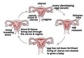 The menstrual cycle (image)