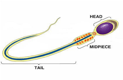 The male reproductive system ...