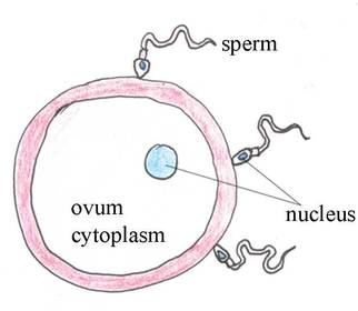 1. Fertilisation ...