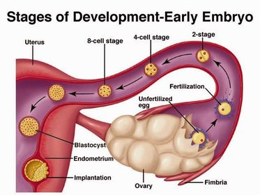 The zygote (two weeks) ...
