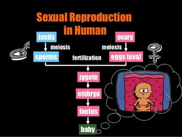 Sexual reproduction in humans